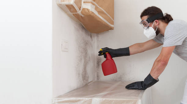 Professional Black Mold Removal technician working in Queenstown, MD
